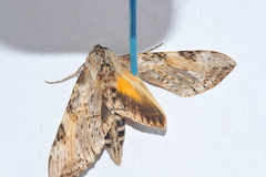 Isognathus rimosa