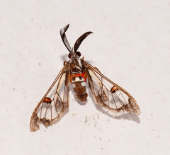 Eunomia nitidula