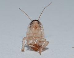 Euthlastoblatta facies