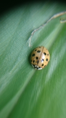 Harmonia axyridis