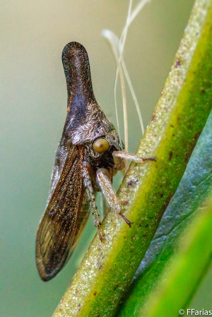 Calloconophora