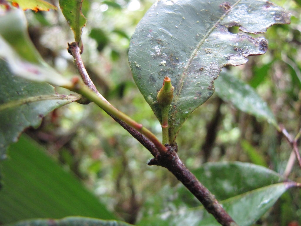 Humiriastrum mapiriense