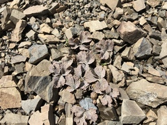 Ranunculus crithmifolius