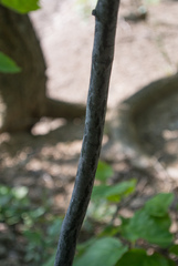 Amelanchier humilis