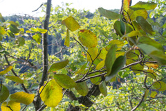 Amelanchier humilis
