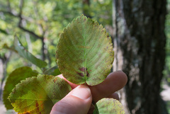 Amelanchier humilis