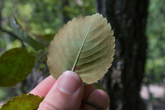 Amelanchier humilis