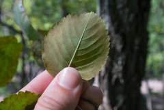 Amelanchier humilis