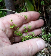 Galium propinquum