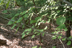 Crataegus schuettei