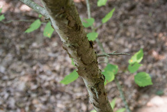 Crataegus schuettei
