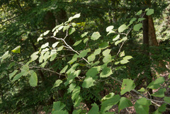 Crataegus schuettei