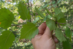 Crataegus schuettei