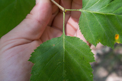 Crataegus schuettei