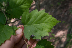 Crataegus schuettei