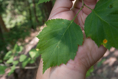 Crataegus schuettei