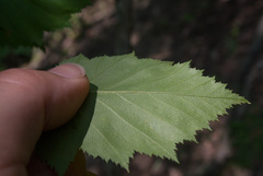 Crataegus schuettei