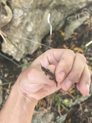 Darlington's Least Gecko photo 1
