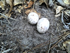 Antrostomus carolinensis