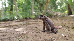 Spotted Toad photo 2