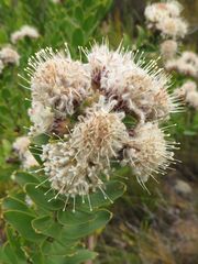 Leucospermum bolusii