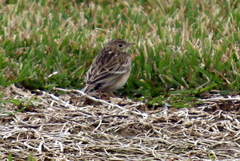 Anthus spragueii
