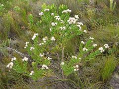 Leucospermum bolusii