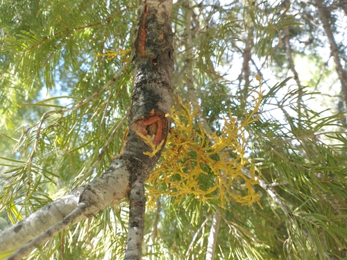 Image of Mathiasen’s Dwarf Mistletoe (Arceuthobium abietinum) by no rights reserved