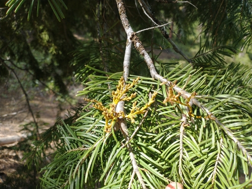 Image of Mathiasen’s Dwarf Mistletoe (Arceuthobium abietinum) by no rights reserved