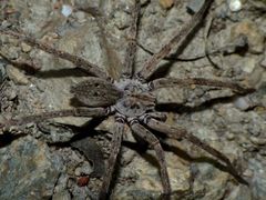 Mituliodon tarantulinus