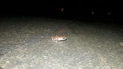 Eleutherodactylus pallidus