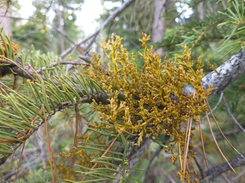 Image of Mathiasen’s Dwarf Mistletoe (Arceuthobium abietinum) by no rights reserved