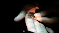 Eleutherodactylus pallidus