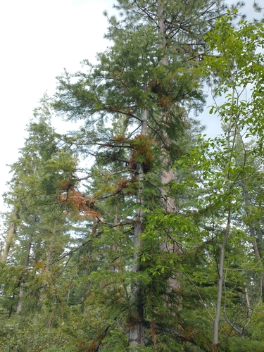 Image of Mathiasen’s Dwarf Mistletoe (Arceuthobium abietinum) by no rights reserved