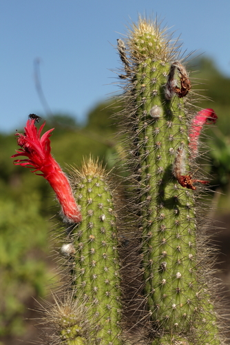 Borzicactus samaipatanus (Cárdenas) Kimnach