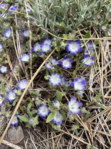 Davidson's phacelia (Phacelia davidsonii)