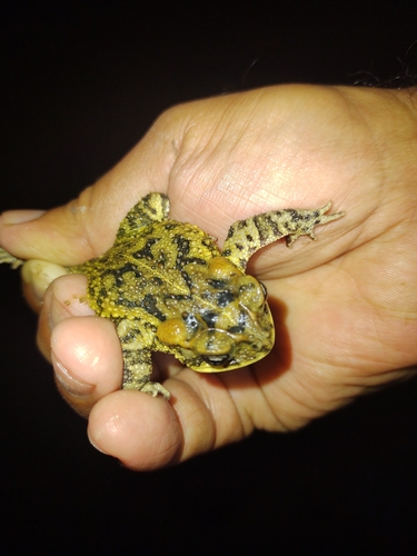 Porter's Toad, Incilius porteri