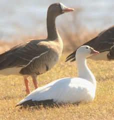 Anser caerulescens × rossii