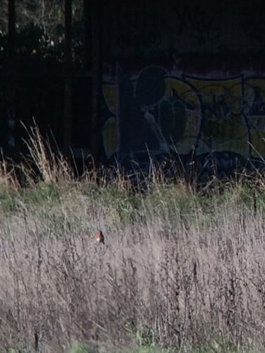 Eastern Bluebird photographed in Oregon