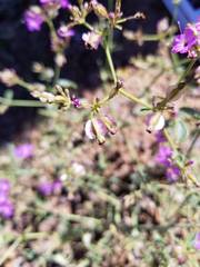 Acleisanthes chenopodioides