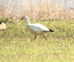 Anser caerulescens × rossii