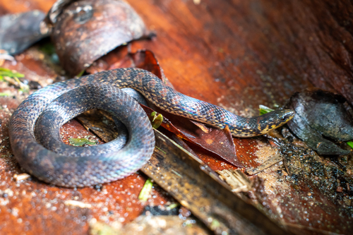 Atractus tamessari