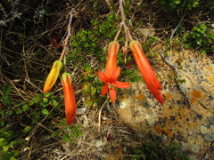 Tylecodon grandiflorus