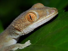 Indo-Pacific Ghost Gecko photo 5