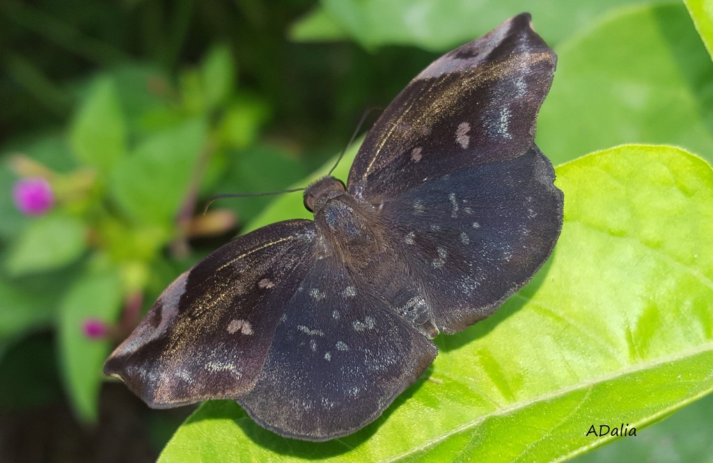 Achlyodes thraso
