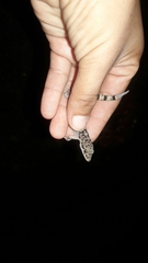 Phyllodactylus lanei