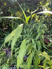 Dracaena sanderiana