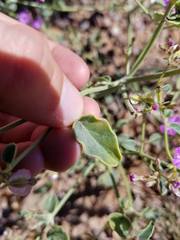 Acleisanthes chenopodioides