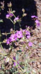 Acleisanthes chenopodioides