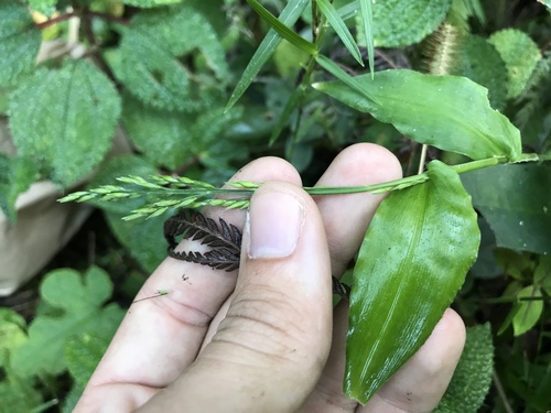 Creeping Bed Grass (Ichnanthus nemorosus)
